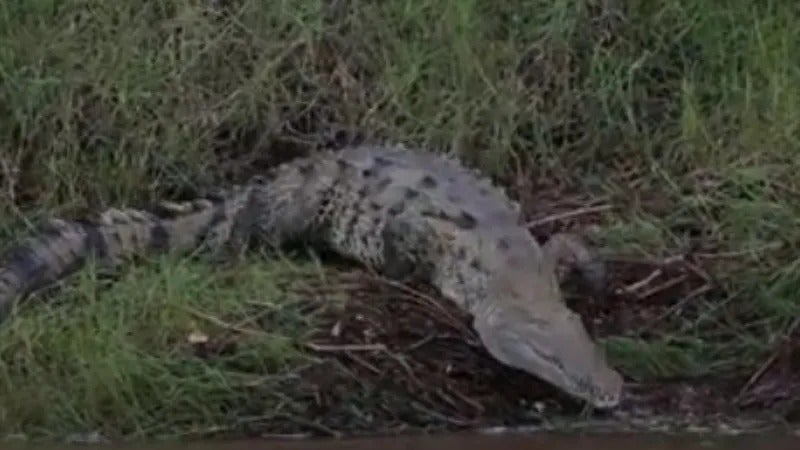 Habitantes de Valle están matando cocodrilos