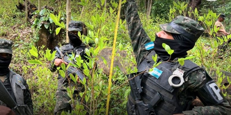 Autoridades incautan segunda plantación de hoja de coca en Atlántida