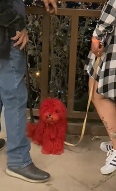 Perrito pintado de rojo en El Picacho