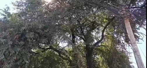 árbol