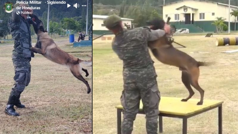 Batallón canino elecciones 1