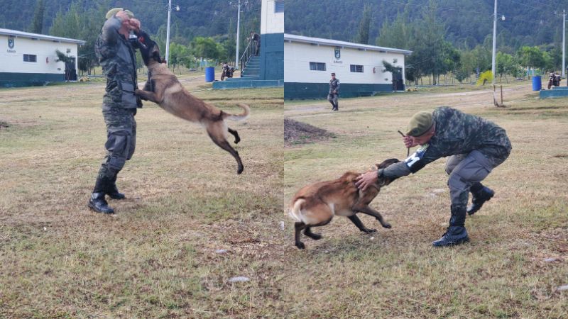 Batallón canino elecciones 2
