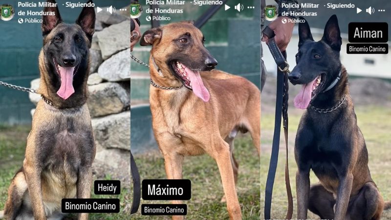 Batallón canino elecciones