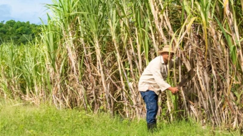 Azucareros abren 20 mil empleos