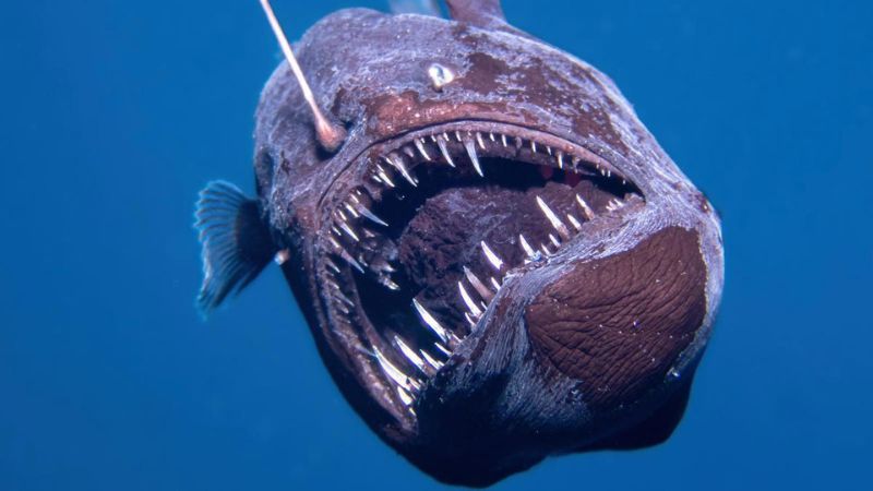 Captan un diablo negro