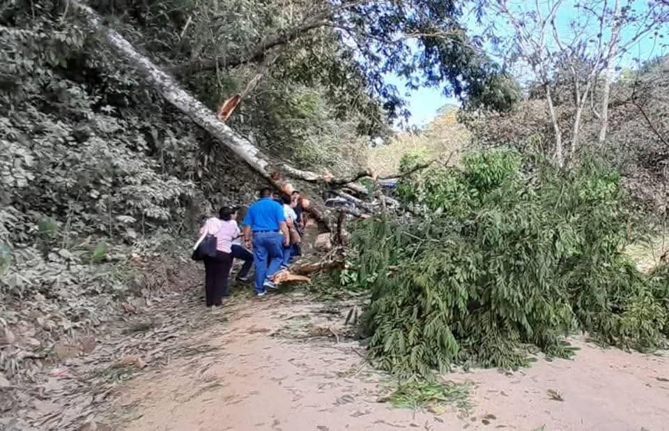 árbol 