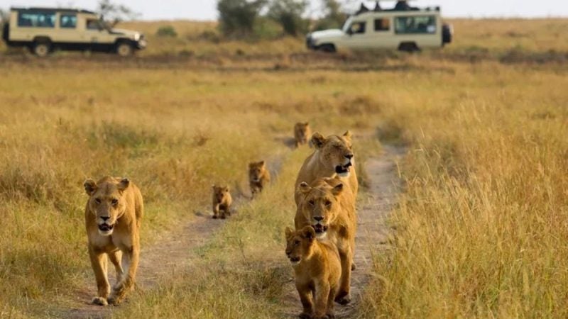 niña muere ataque de una leona Kenia