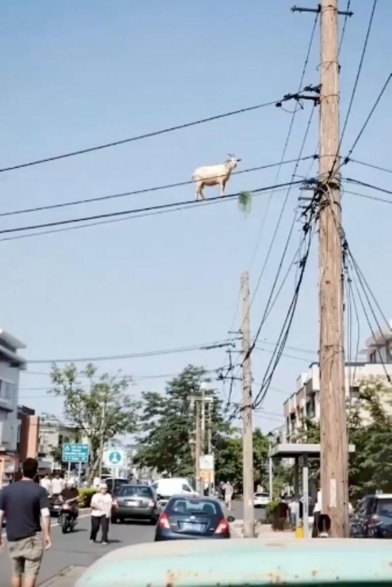 Cabra voladora poste de luz