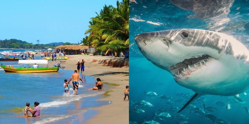 ¿Tiburón en la playa? Autoridades ordenan evacuación en Tela