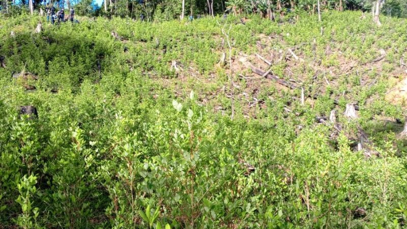 Coca laboratorios Olancho