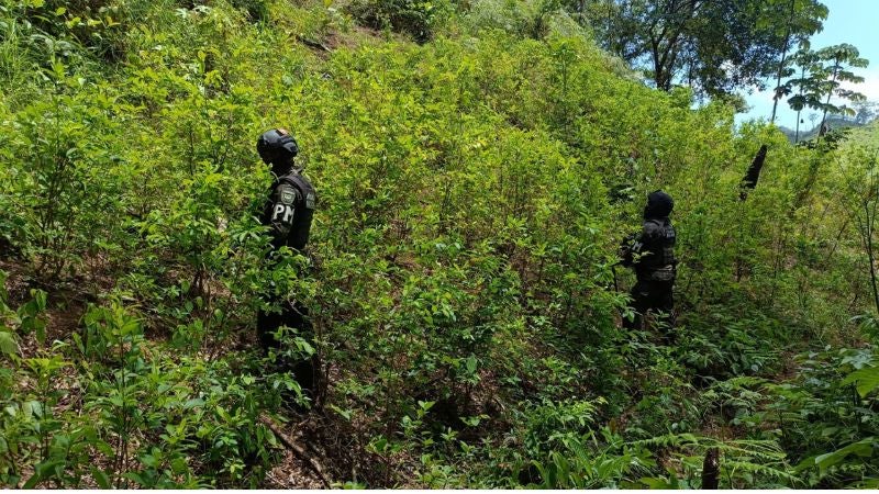 20 mil arbustos coca Colón