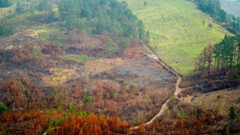 Honduras falla en su lucha contra la deforestación