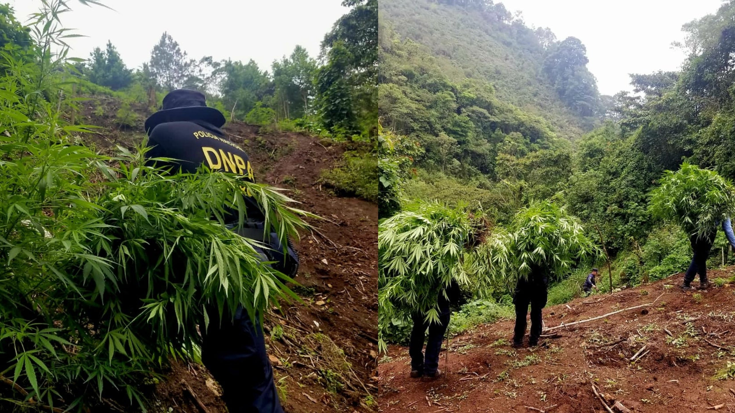 Erradican plantación marihuana Comayagua