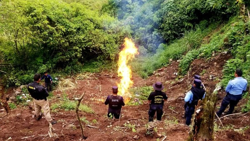 Erradican plantación marihuana Comayagua