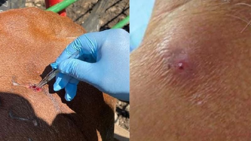 La Sesal confirmó este jueves15 casos del gusano barrenador en humanos y 1207 en animales.