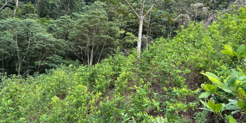 Aseguran plantación de coca con 9,000 arbustos en zona montañosa de Colon