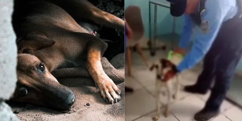 ¿Sospechas de maltrato animal? Así puedes actuar y denunciar el abuso a mascotas