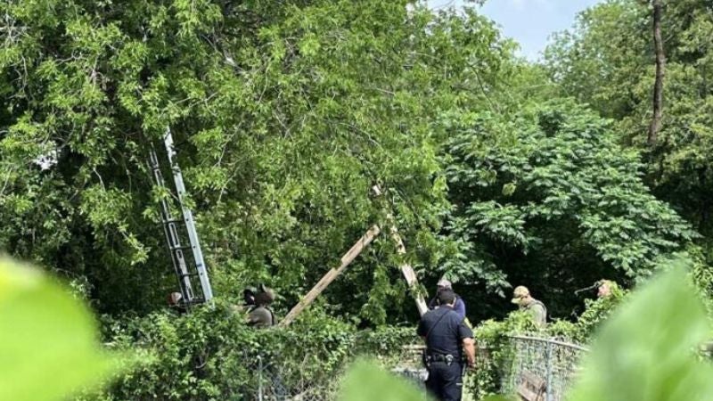 Ocho horas en lo alto de un árbol: migrante en EEUU huye de agentes migratorios