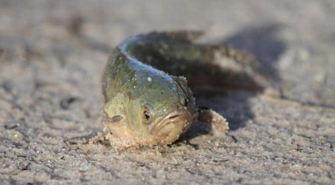 Alarma en EEUU por la invasión de peces que caminan