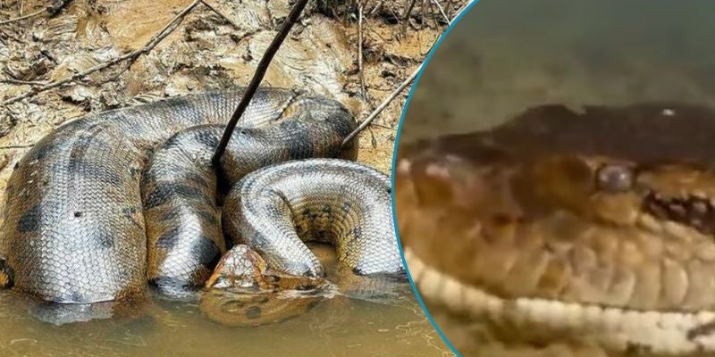 ¡Insólito! Encuentran serpiente con cabeza similar a la de un humano, ¿dónde ocurrió?