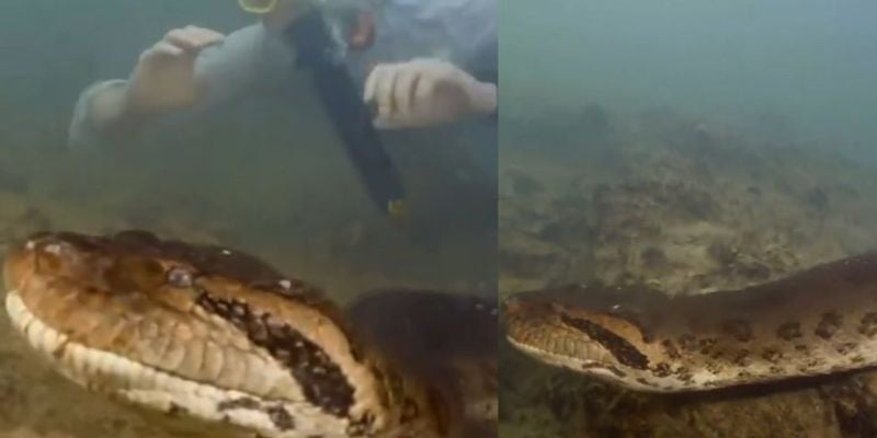 ¡Insólito! Encuentran serpiente con cabeza similar a la de un humano, ¿dónde ocurrió? 