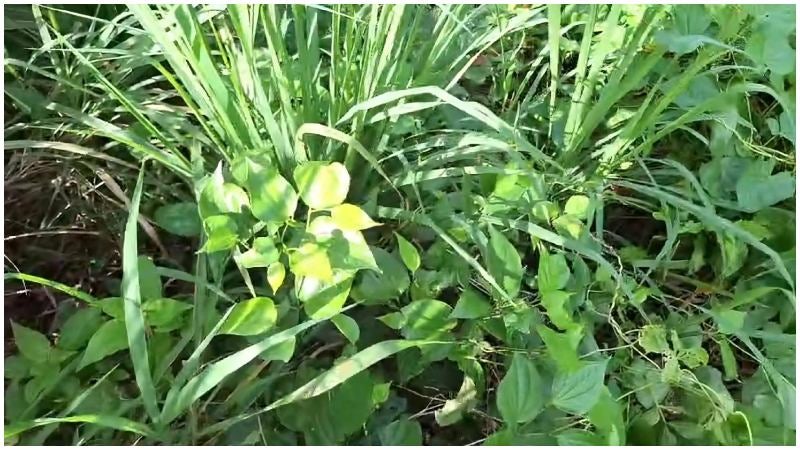 cuerpo sin vida en Roatán
