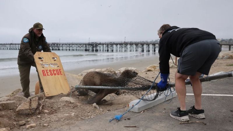 leones marinos en California