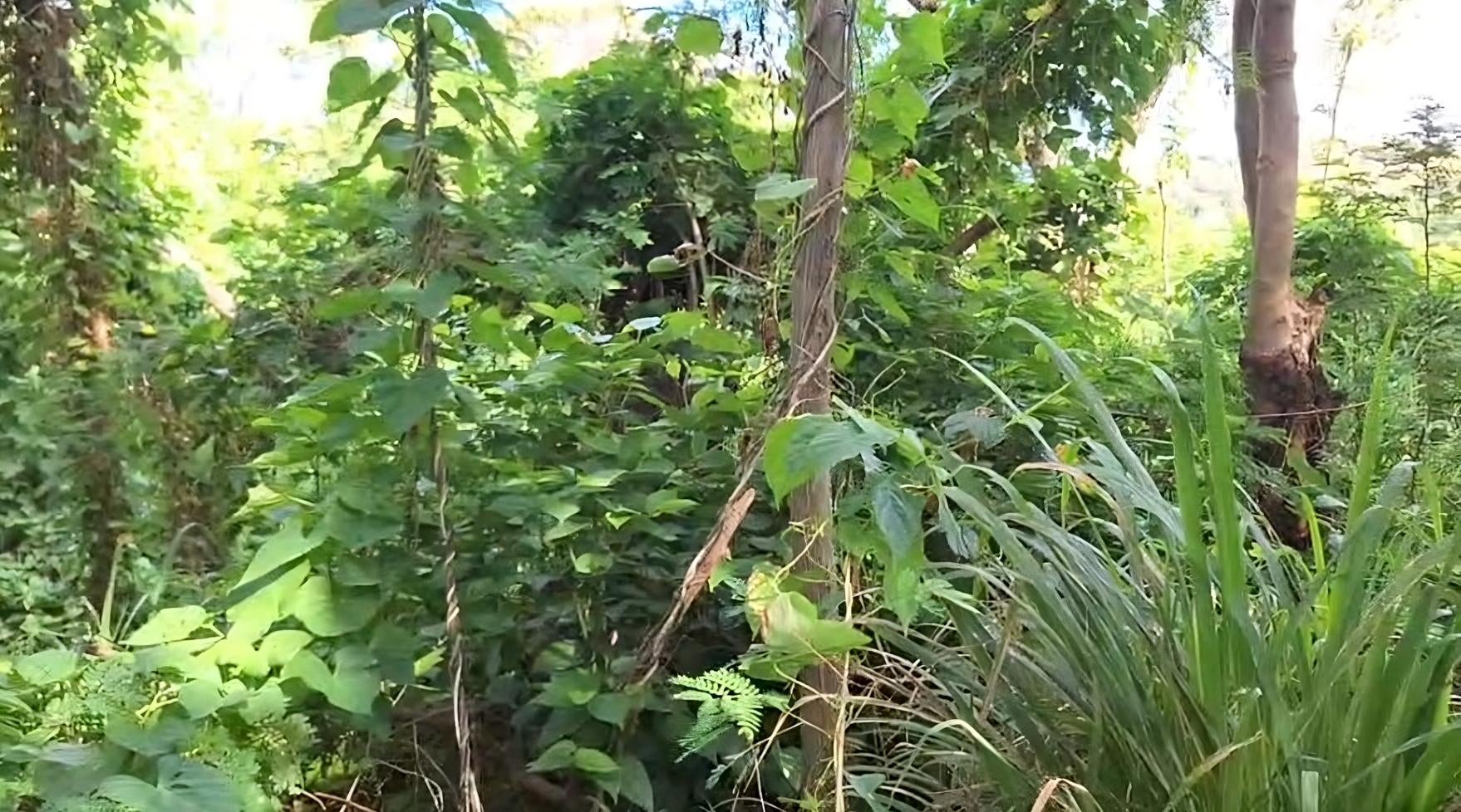El lugar está rodeado de vegetación. 