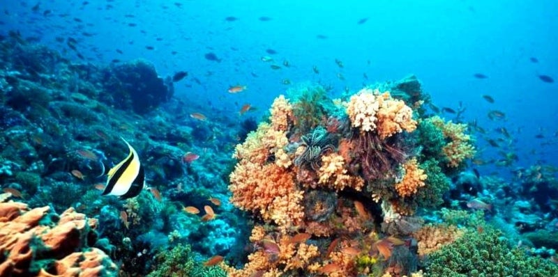 Amenaza Arrecife Mesoamericano en Honduras