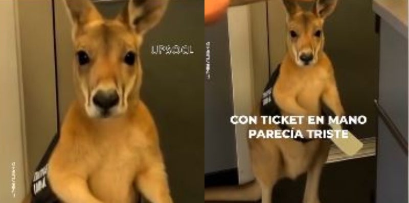 Historia sobre el canguro 