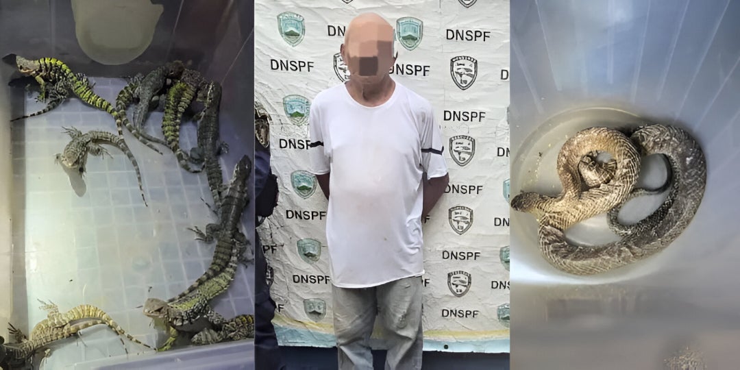Captura a un traficante de reptiles
