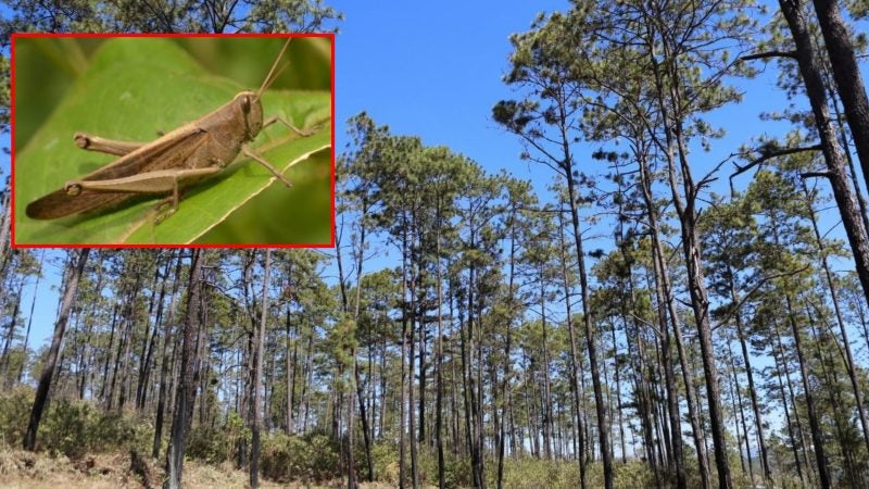 propagación de chapulines en bosques Catacamas