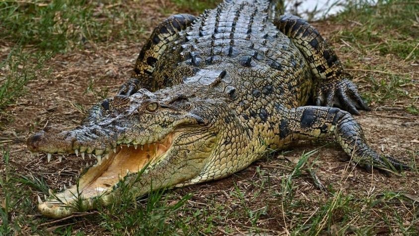 Mujer embarazada muere cocodrilo inundación