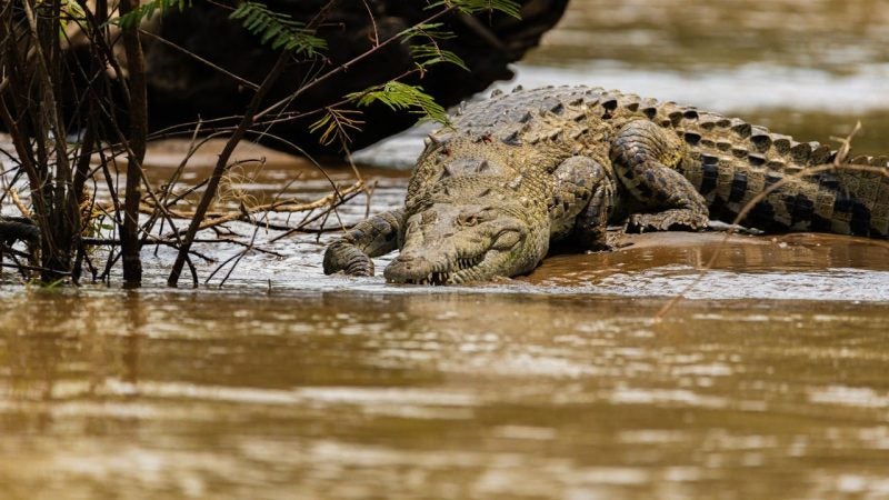 Mujer embarazada muere cocodrilo inundación
