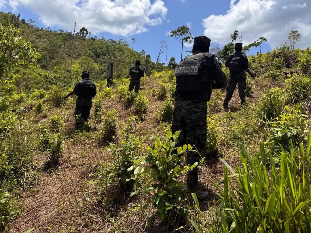 Descubren plantación de coca reserva de Patuca