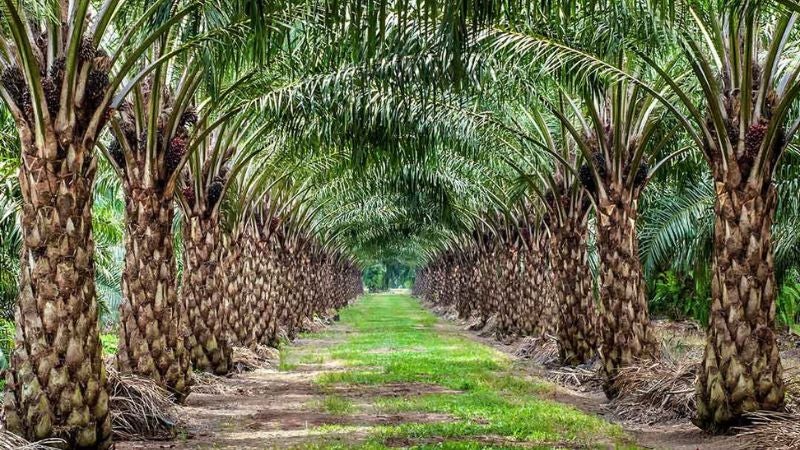 Familia Tocoa (1) Familia desaparece de finca de palma africana