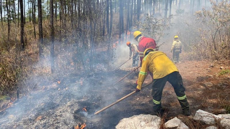 Incendios forestales arrasan hectárea