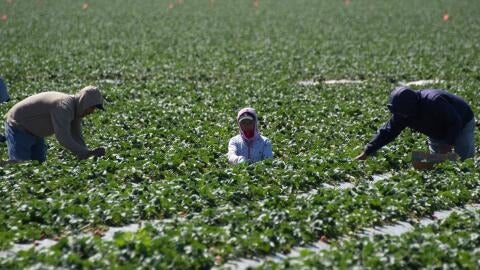 ICE sanciona a varias empresas indocumentados