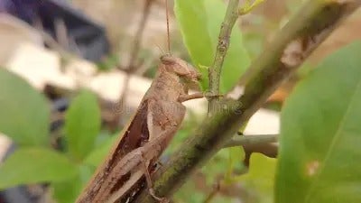 propagación de chapulines en bosques Catacamas