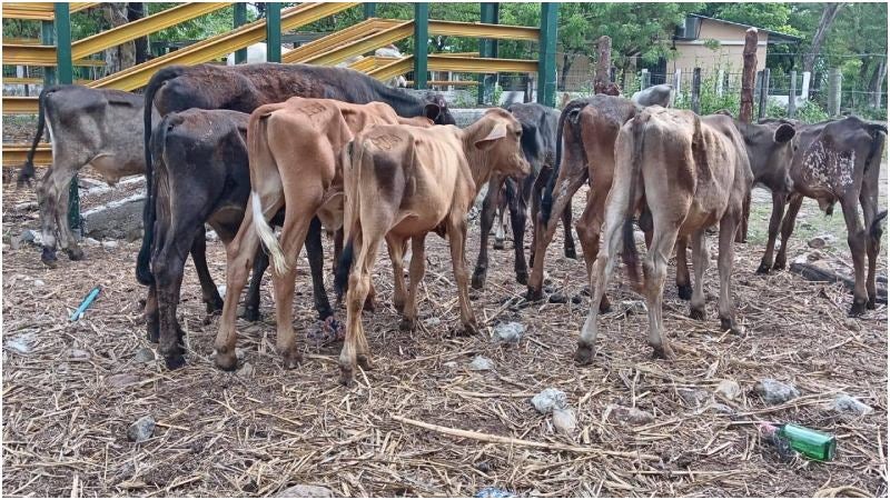 Chupacabras Copán Honduras