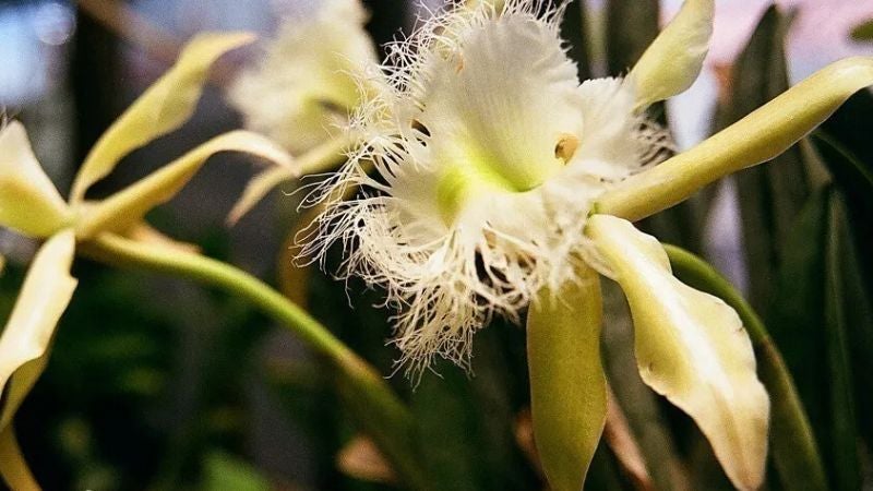 Honduras salva su flor nacional con reproducción in vitro