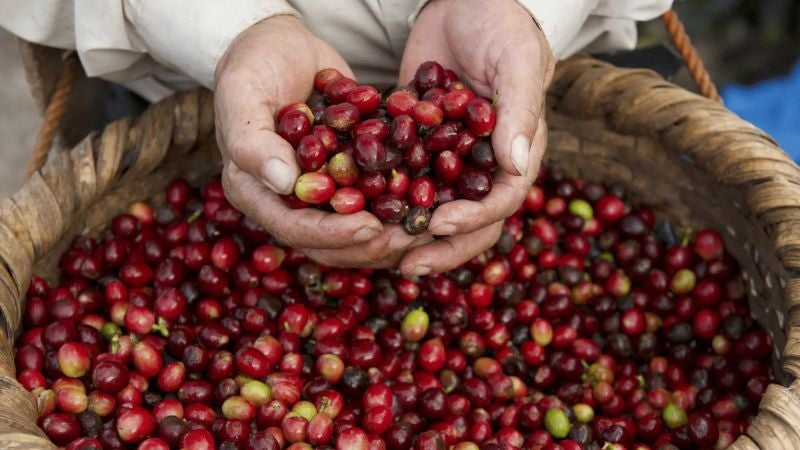 SAG: Cosecha de café