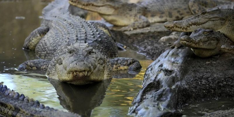 Nuevo centro migratorio estará rodeado de caimanes como medida disuasiva