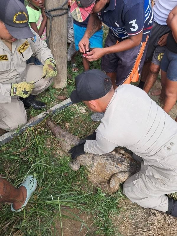 cocodrilo colonia Dios con Nosotros