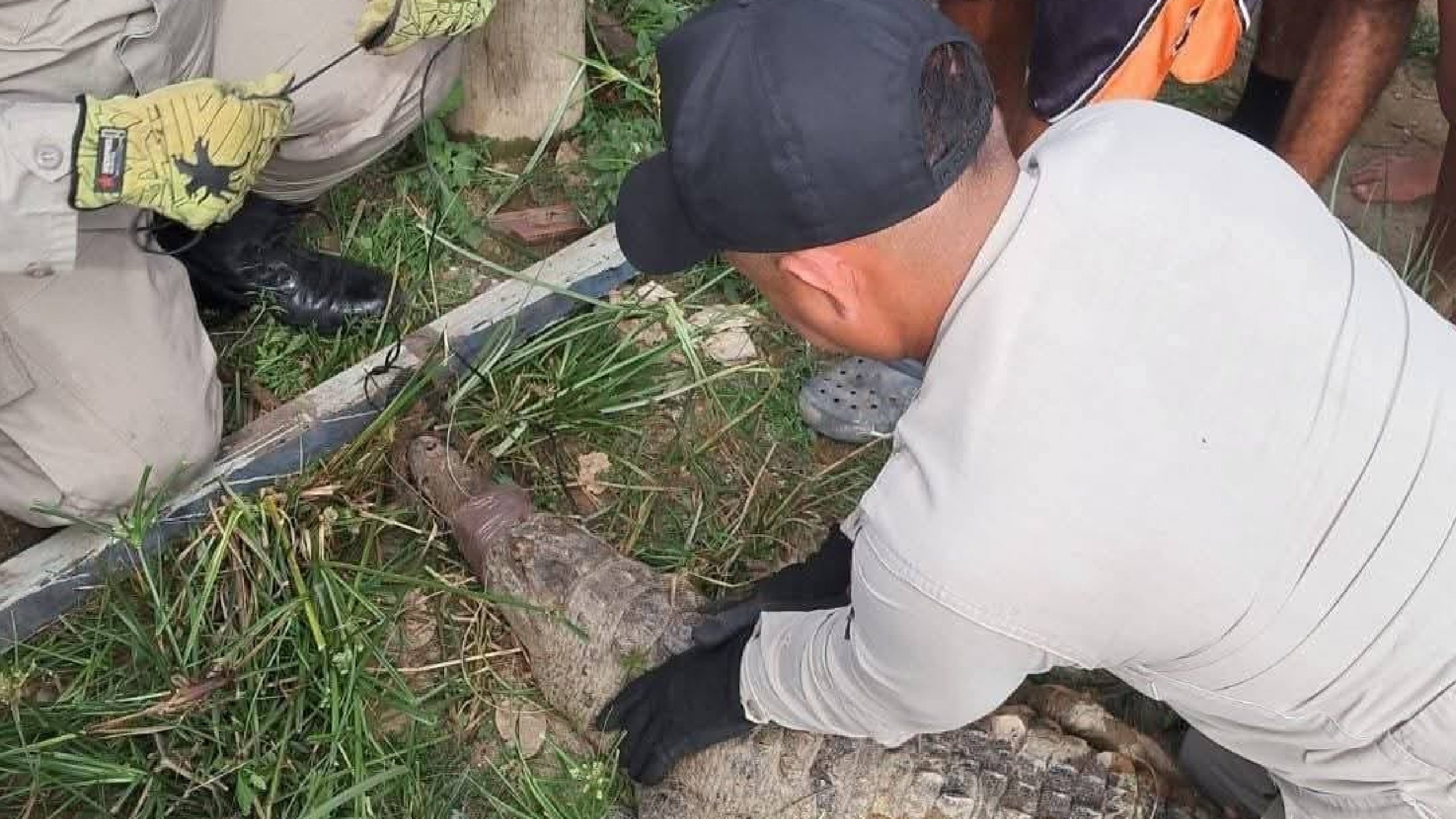 cocodrilo colonia Dios con Nosotros cocodrilo colonia Dios con Nosotros