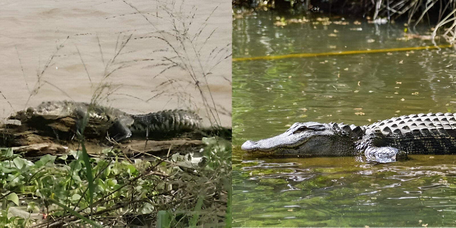 Cocodrilos invaden las zonas