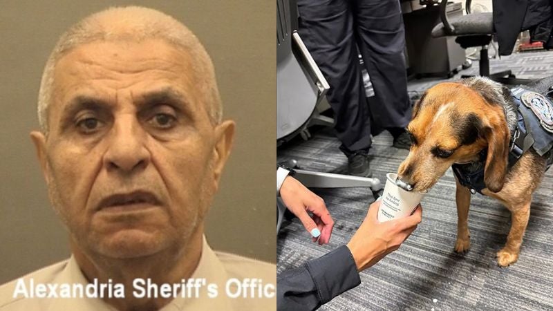 Egipcio patea perro EEUU