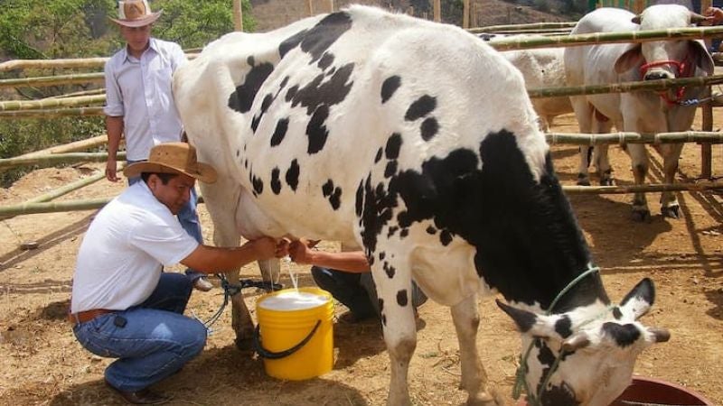 Ganaderos precio litro de leche