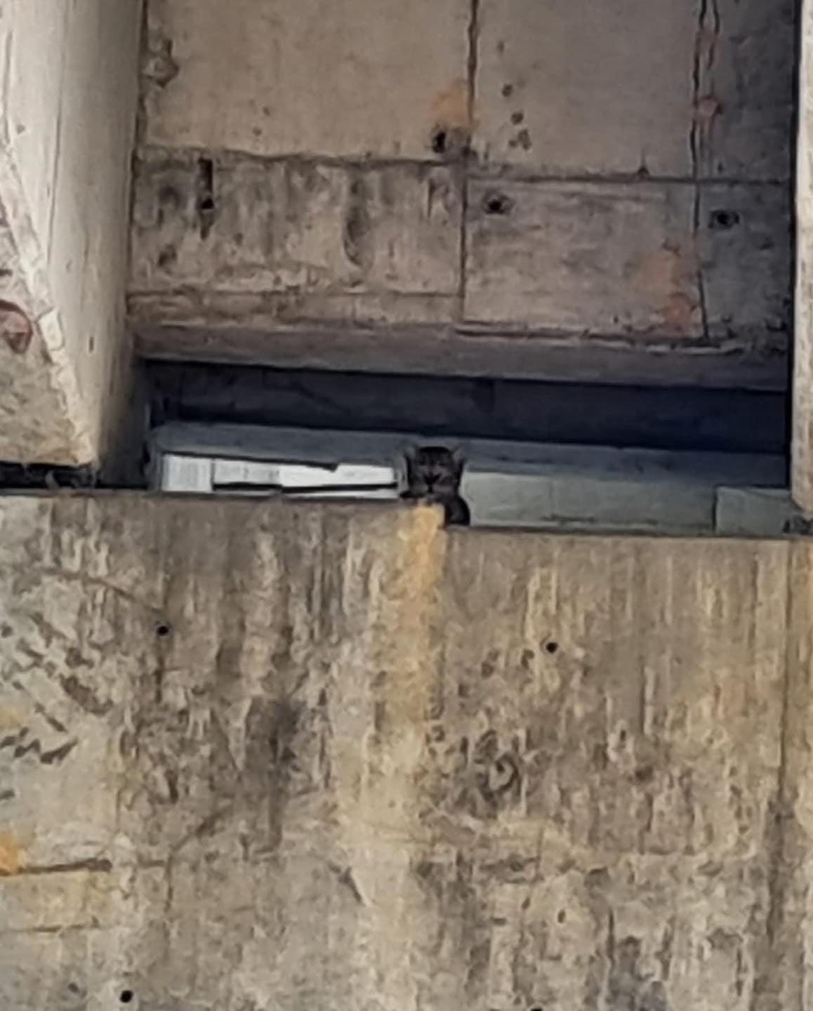 Gato puente río Danto