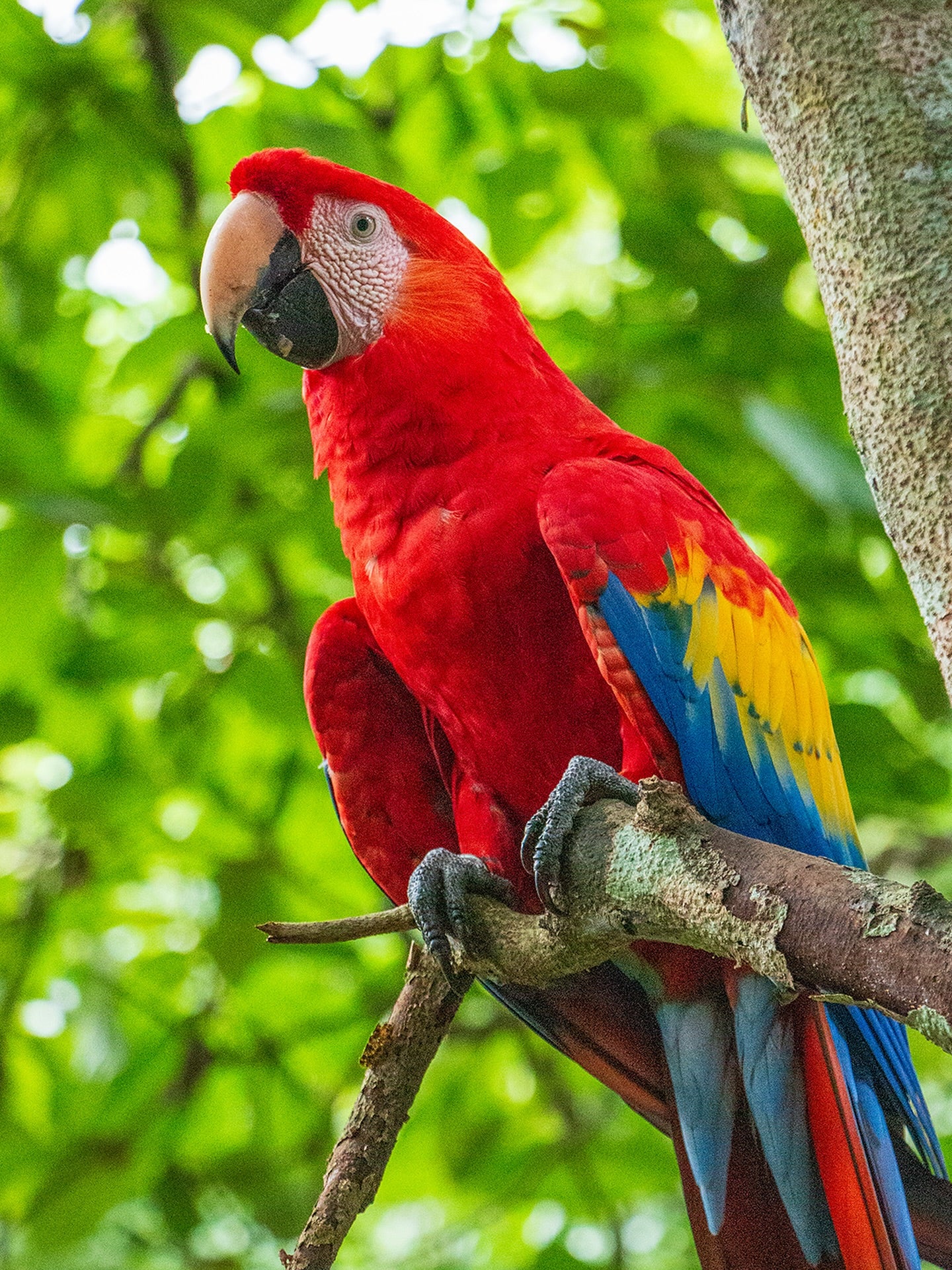 Guacamaya Roja